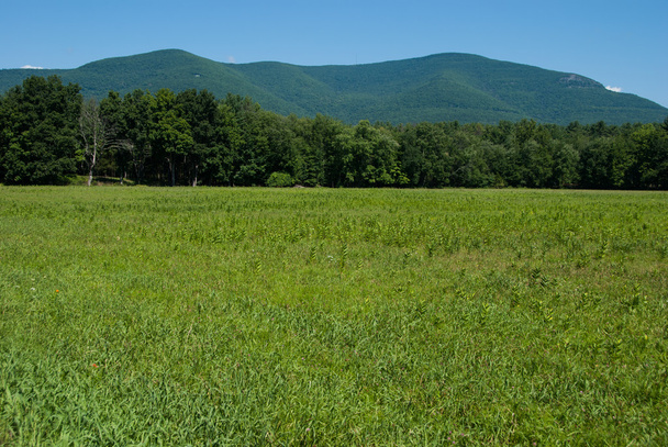 Kukuřičné pole zena s Overlook Mountain v pozadí - Fotografie, Obrázek