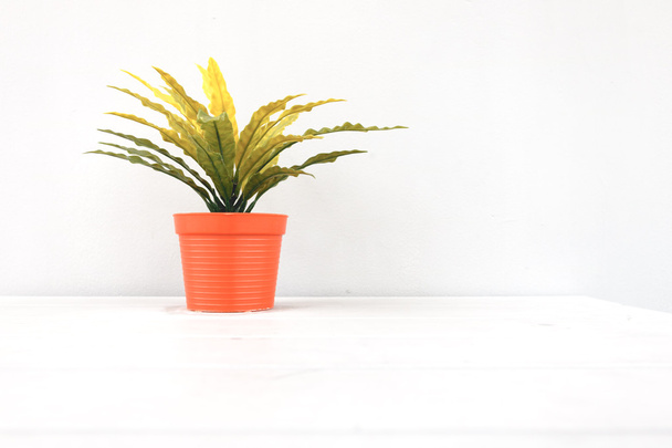 Закрытое растение на деревянном столе и белом фоне
 - Фото, изображение