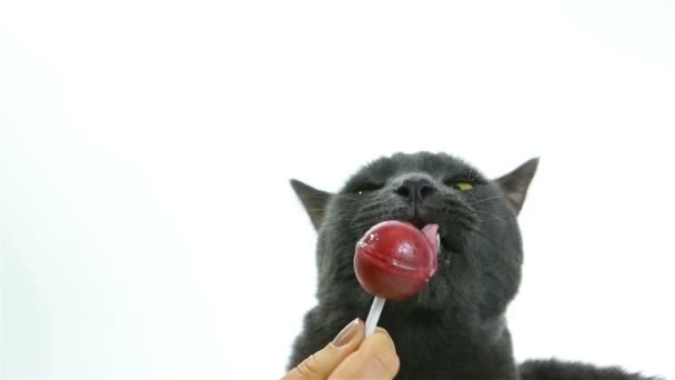 Gato lambendo um pirulito (dente doce). Gato engraçado cinza bonito no fundo branco
 - Filmagem, Vídeo