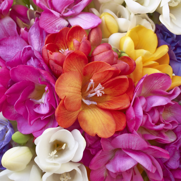 Una fiesta de flores de freesia
 - Foto, Imagen