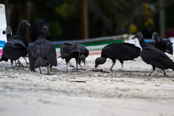 vultures on the beach  - Foto, Imagen