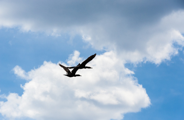 Два баклана летят под кучевыми облаками
. - Фото, изображение