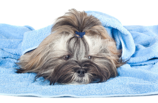Funny puppy with a blue towel - Фото, зображення