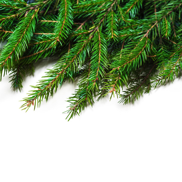 Christmas card with fir tree branch  - Photo, Image
