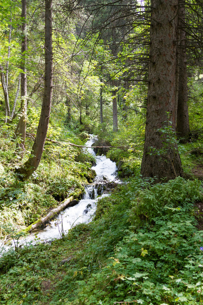 森の中の美しい小川 - 写真・画像