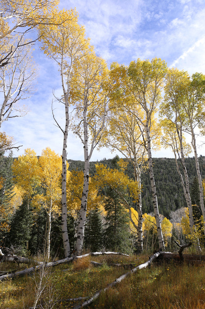 Χρώματα πτώση, το φθινόπωρο τα δέντρα σημύδων - Φωτογραφία, εικόνα