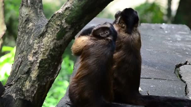 Kapucynów małpy - Materiał filmowy, wideo