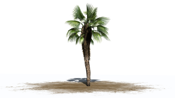 Chinese fan palm - gescheiden op witte achtergrond - Foto, afbeelding