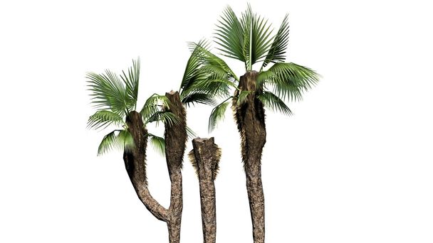 Grupo de palmas de abanico chinas - separadas sobre fondo blanco
 - Foto, Imagen