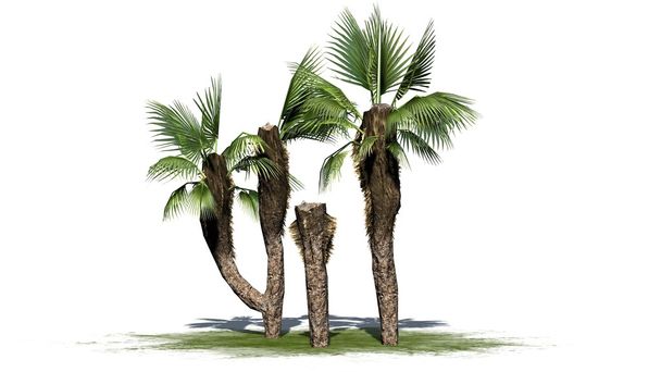Grupo de palmeiras chinesas - separadas em fundo branco
 - Foto, Imagem