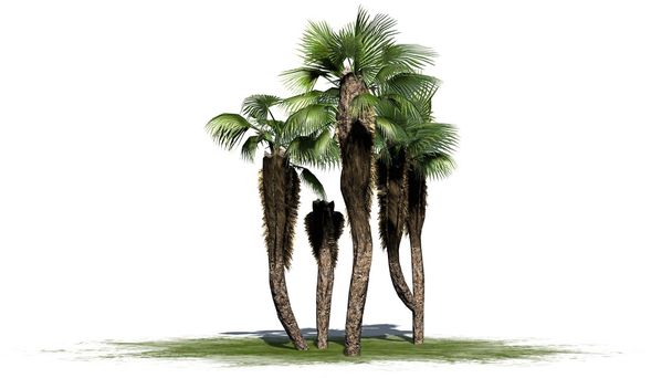 Grupo de palmas de abanico chinas - separadas sobre fondo blanco
 - Foto, imagen