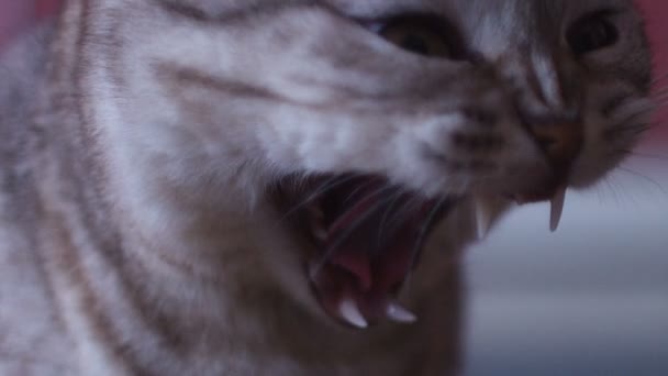Katze mit großen Augen - Filmmaterial, Video