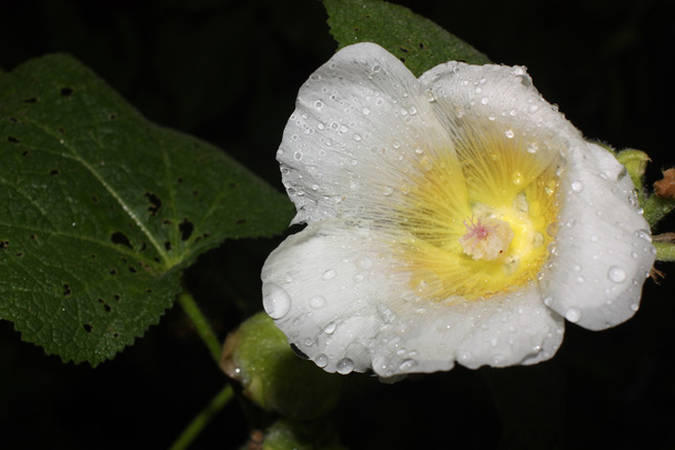 belle fleur après la pluie - Photo, image