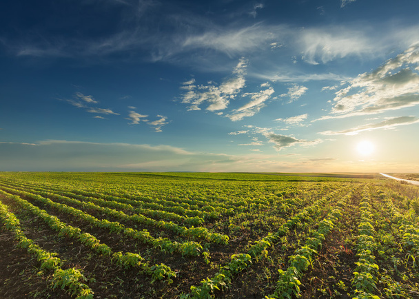 Young soybean crops at idyllic sunset - Photo, Image