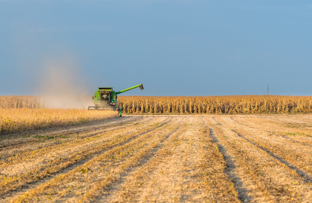 soybean harvest in autumn - Photo, Image