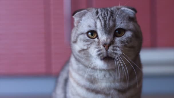 Scottish fold cat look around. Whisks color. - Footage, Video