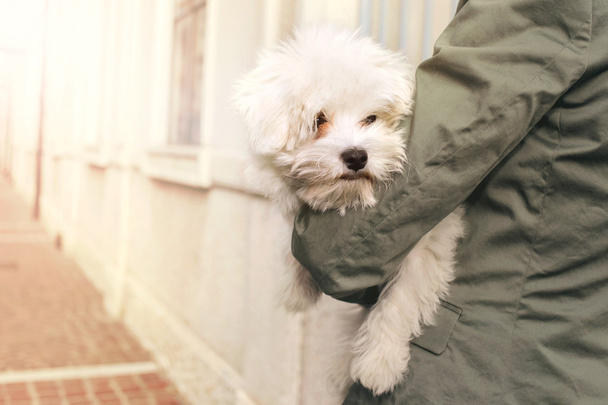 owner holding for a walk her little dog under her arm - Zdjęcie, obraz