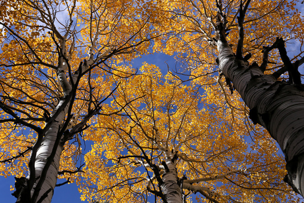 Colores del Otoño, Abedules en otoño
 - Foto, Imagen