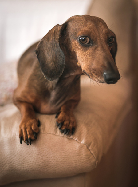 Dachshund dog in studio on white wooden table - Photo, Image