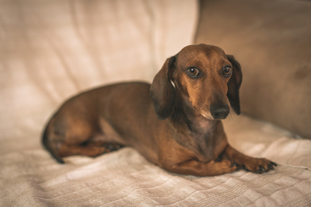 Dachshund dog in studio on white wooden table - Foto, afbeelding