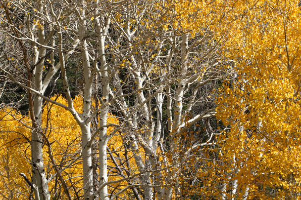 Colores del Otoño, Abedules en otoño
 - Foto, Imagen