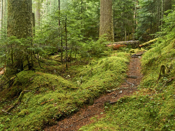 Vecchia crescita Forest Path
 - Foto, immagini