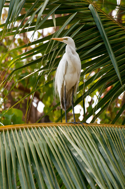 Egret bianco su albero di cocco posa
 - Foto, immagini