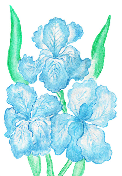 drei hellblaue Schwertlilien, Malerei - Foto, Bild