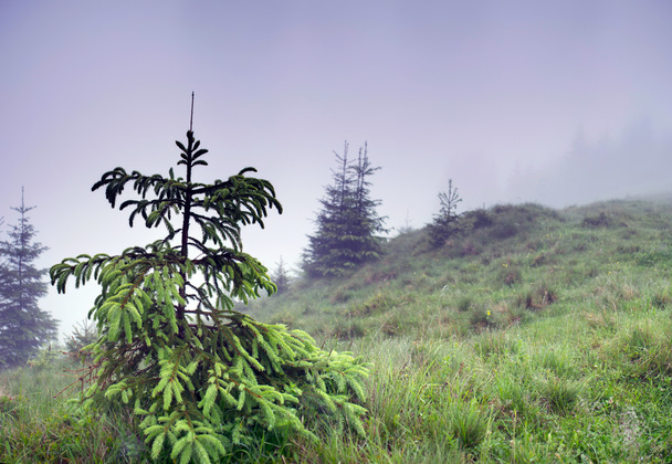 Bela montanha de floresta de verão no nevoeiro
 - Foto, Imagem
