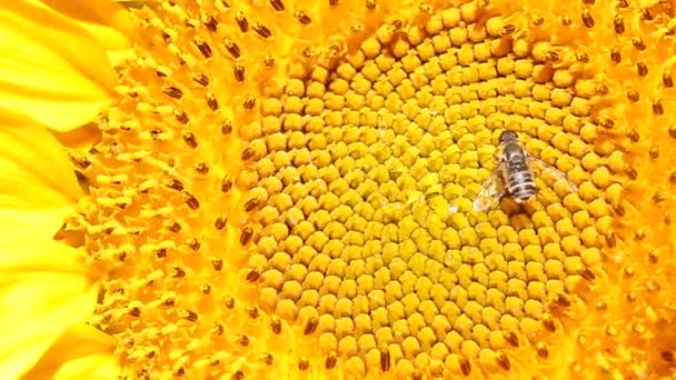Bee die op een zonnebloem berust. - Video
