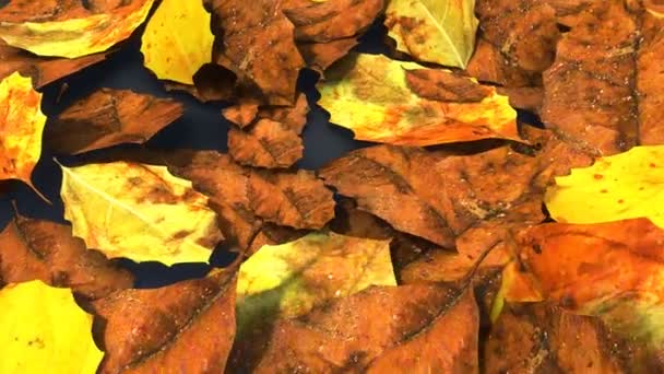 Arbre en décomposition, feuilles de plantes
 - Séquence, vidéo