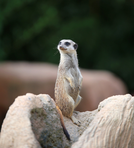 meerkat staande op de rots en de controles van zijn grondgebied in zoekoplossing - Foto, afbeelding