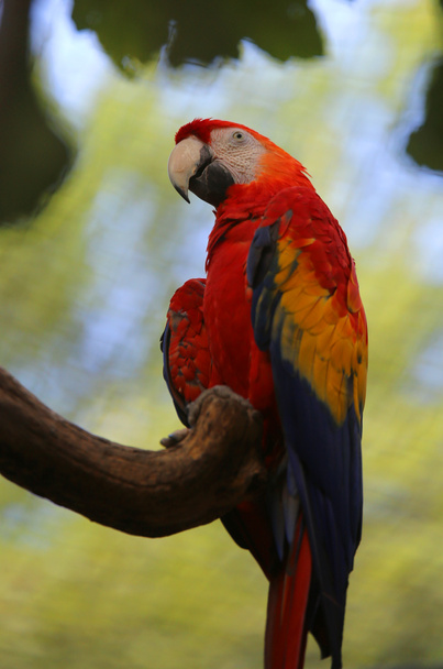 великий папуга з червоним пір'ям в грудях
 - Фото, зображення