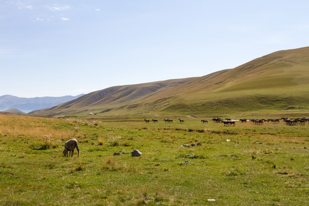 herd of horses in the pasture - Foto, Bild