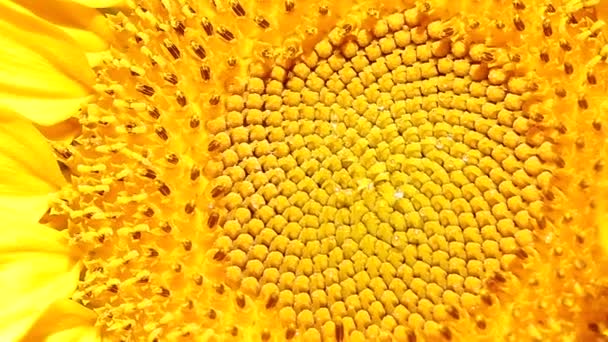 Macro of the a sunflower. - Footage, Video