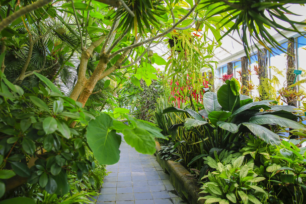 Begonia house interior, Wellington Botanical Garden, New Zealand - Foto, Imagen