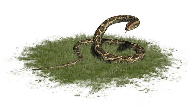 serpent python sur la zone herbeuse - isolé sur fond blanc
 - Photo, image