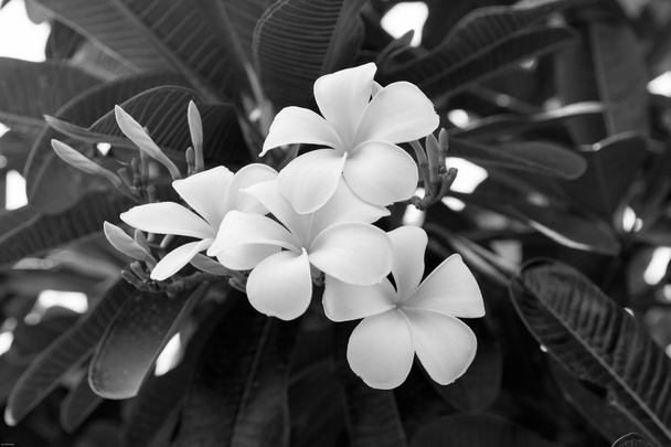 Plumeria uma árvore tropical florida fragrante
 - Foto, Imagem