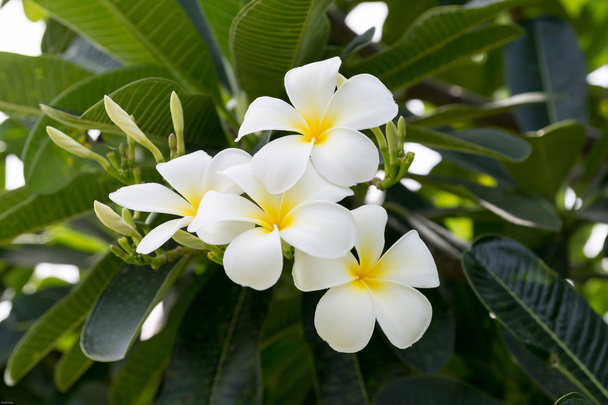 plumeria ein duftender blühender tropischer Baum - Foto, Bild