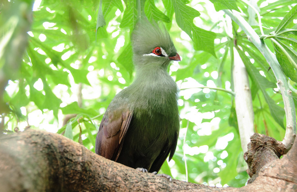 Closeup bird photo of a green  Tauraco persa. Guinea Turaco sitt - Photo, Image