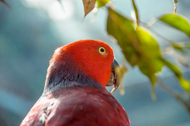 Красный попугай, крупным планом. Прекрасный попугай среди листьев. Ec
 - Фото, изображение