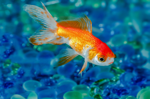 Gouden vis goudvis één in aquarium close-up - Foto, afbeelding