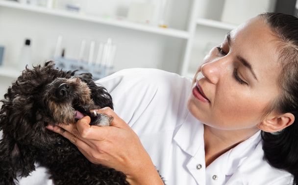 Πορτρέτο της εμπιστοσύνης θηλυκό κτηνίατρο εξέταση σκυλί στο νοσοκομείο - Φωτογραφία, εικόνα