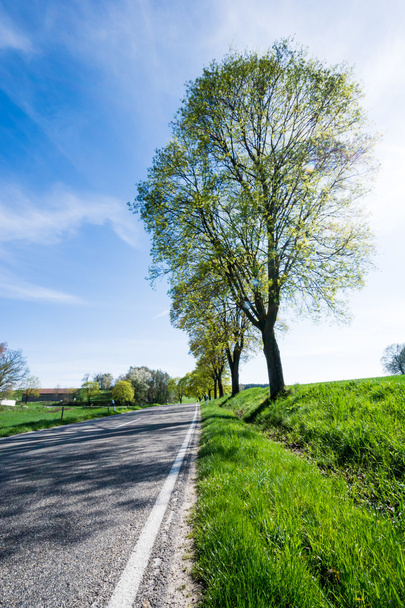 Árboles a lo largo de un camino rural
 - Foto, Imagen