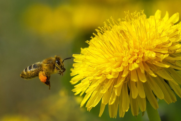 abeille sur un pissenlit jaune 8
 - Photo, image