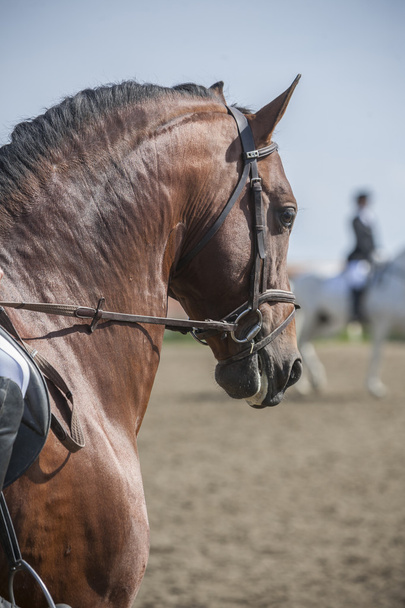 Détail de la tête d'un cheval espagnol de race pure
 - Photo, image