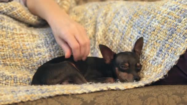 Nő petting kis kutya, amely közel fekszik - Felvétel, videó