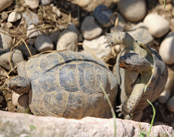 coupling of two large turtles during the mating season - Photo, Image