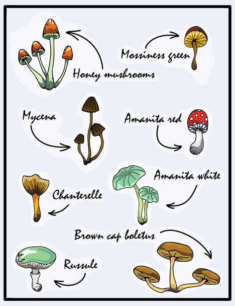 Naturillustration. Naturmaterialien. Waldpostkarte. verschiedene Pilze. essbare und giftige Pilze - Vektor, Bild