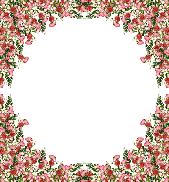 Dzika róża (rosa canina) kwiaty na białym tle - Zdjęcie, obraz